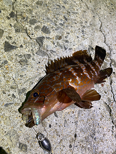 アコウの釣果