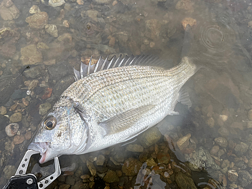 ミナミクロダイの釣果