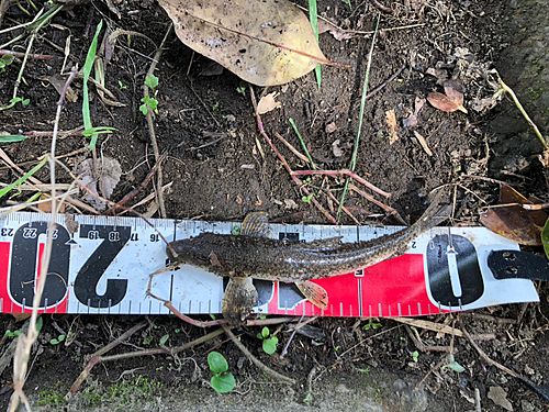 カマツカの釣果