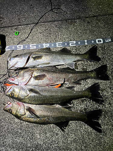 シーバスの釣果