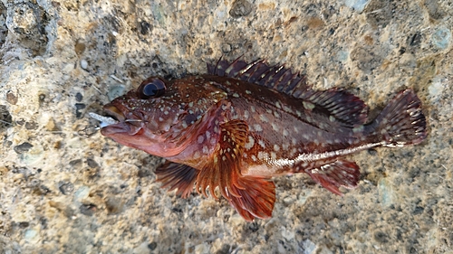 カサゴの釣果