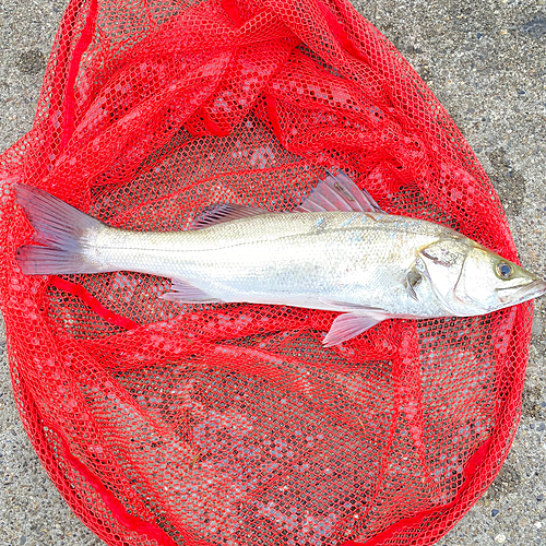 スズキの釣果