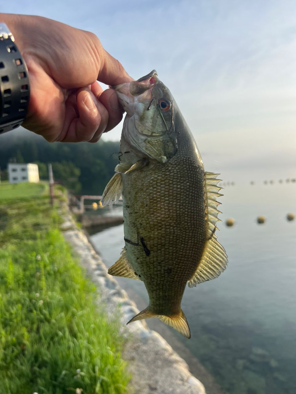 スモールマウスバス