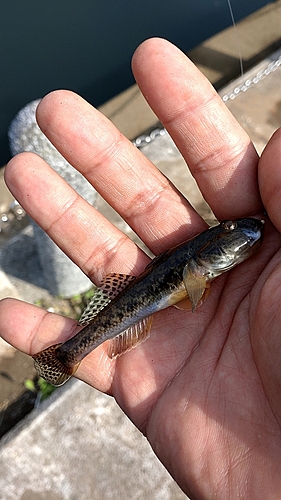 ハゼの釣果