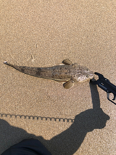 マゴチの釣果