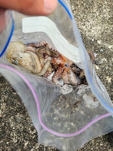 タコの釣果