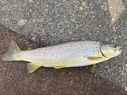 ブラウントラウトの釣果