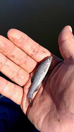 クチボソの釣果