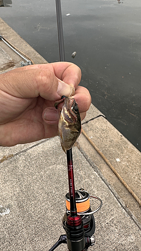 シロメバルの釣果