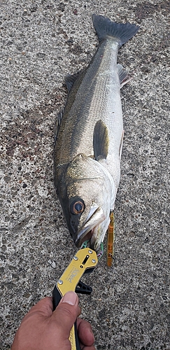 スズキの釣果