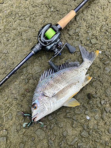 キビレの釣果