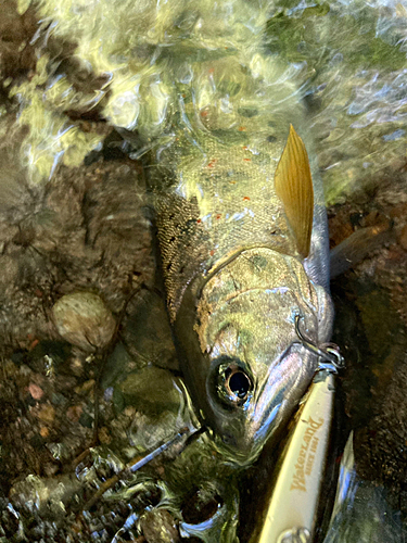 アマゴの釣果