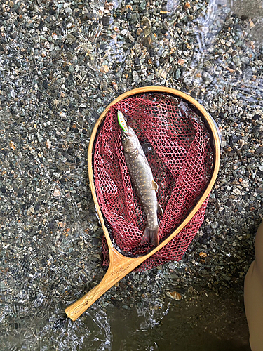 イワナの釣果