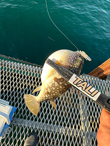 フグの釣果