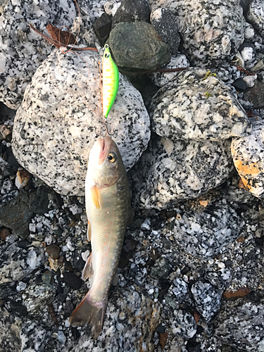 イワナの釣果