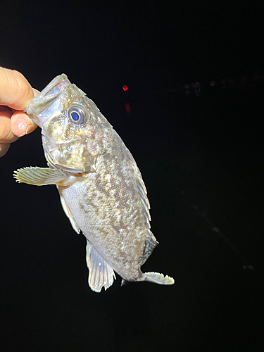 クロソイの釣果