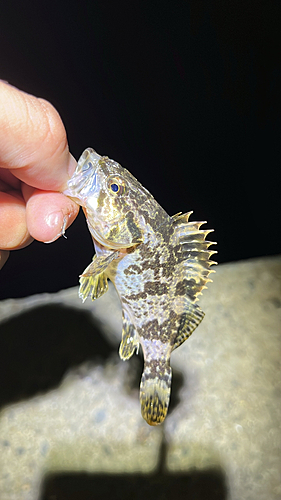 タケノコメバルの釣果