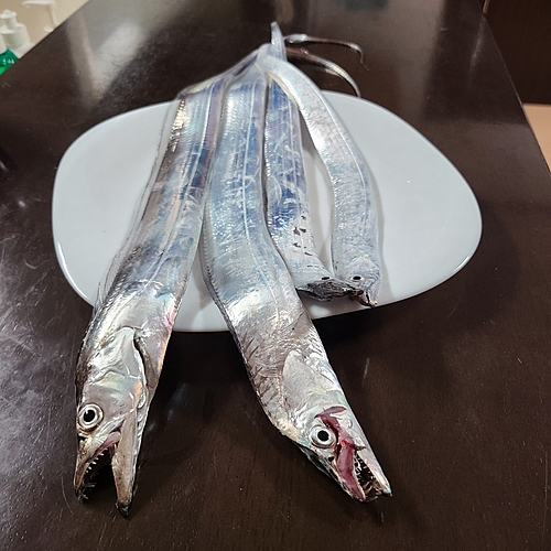 タチウオの釣果