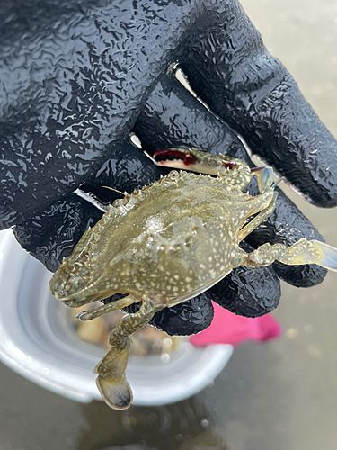 カニの釣果