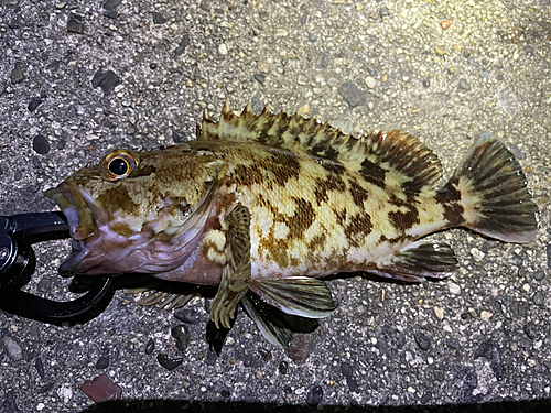 カサゴの釣果