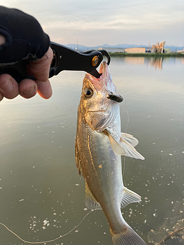 スズキの釣果