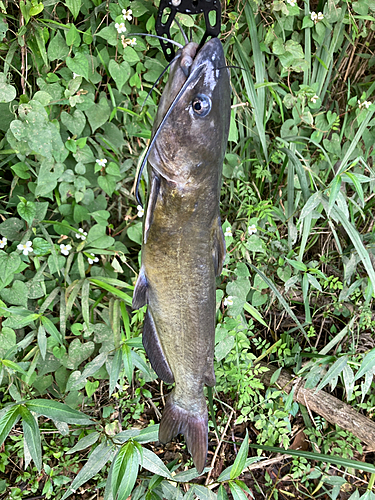 ナマズの釣果