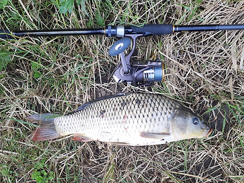 コイの釣果