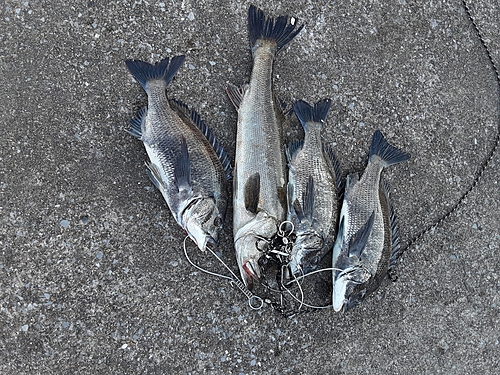 クロダイの釣果