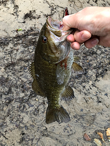 スモールマウスバスの釣果