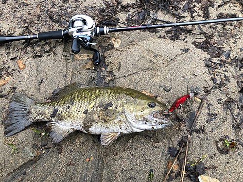 スモールマウスバスの釣果