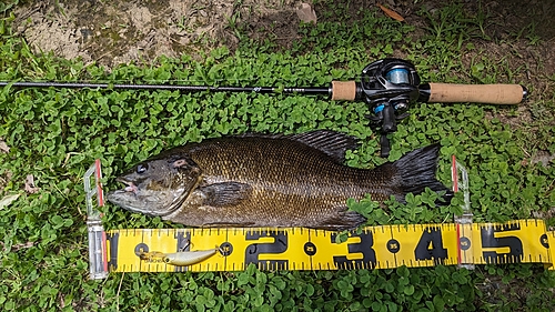 スモールマウスバスの釣果