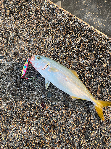 ワカシの釣果