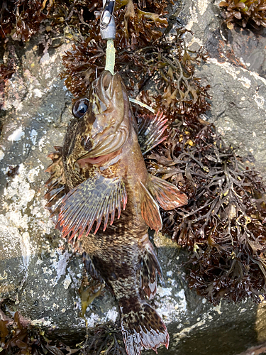 ムラソイの釣果