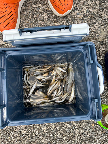 アユの釣果