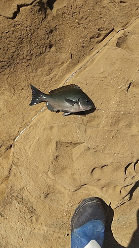 メジナの釣果