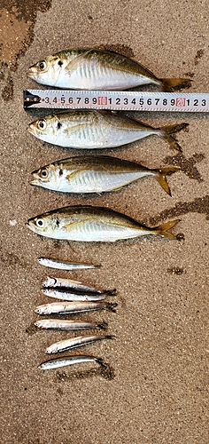 アジの釣果