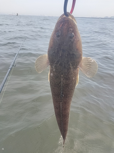 マゴチの釣果