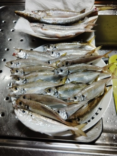 アジの釣果