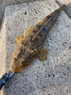 マゴチの釣果