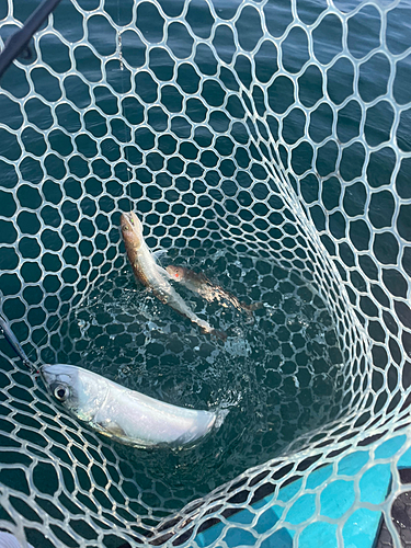 サバの釣果