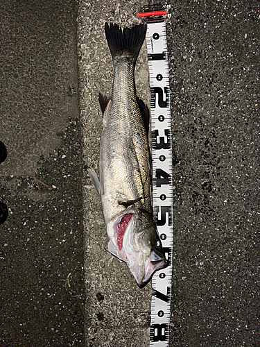 シーバスの釣果