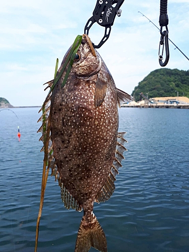 アイゴの釣果