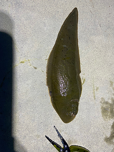 シタビラメの釣果