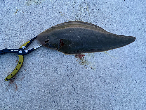 シタビラメの釣果