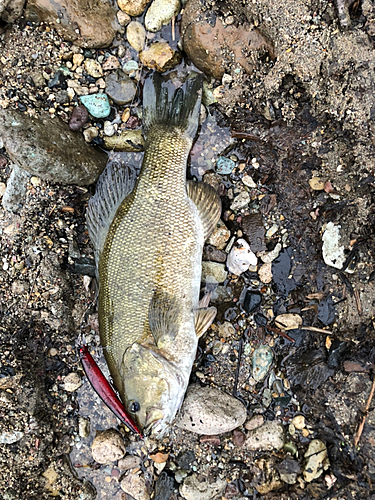 スモールマウスバスの釣果