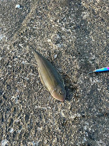 シタビラメの釣果