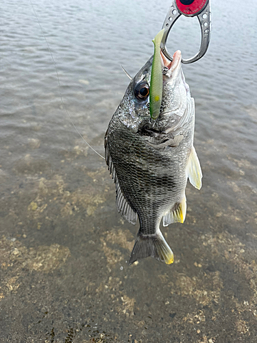 キビレの釣果