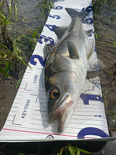 スズキの釣果