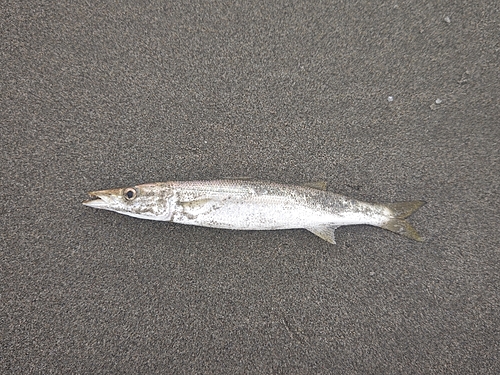 カマスの釣果