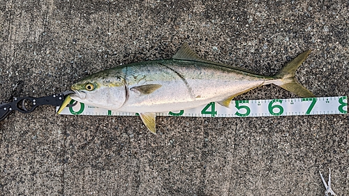 ハマチの釣果